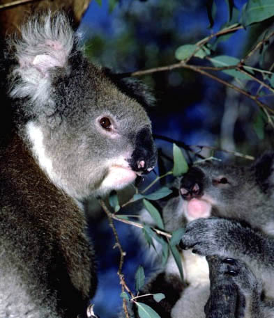 photo of kool koalas