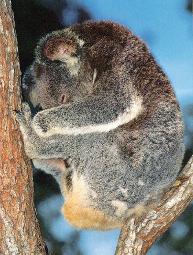 photo of koala asleep in a tree