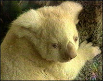photograph of albino koala