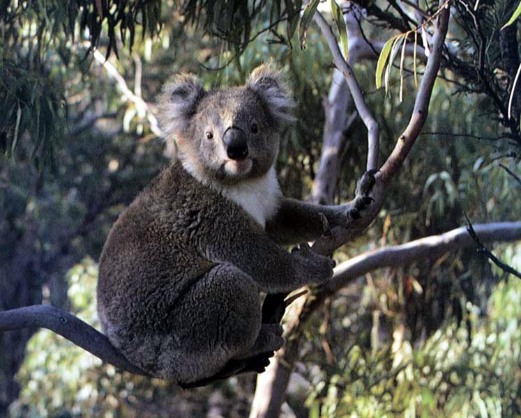 photo of a curious koala