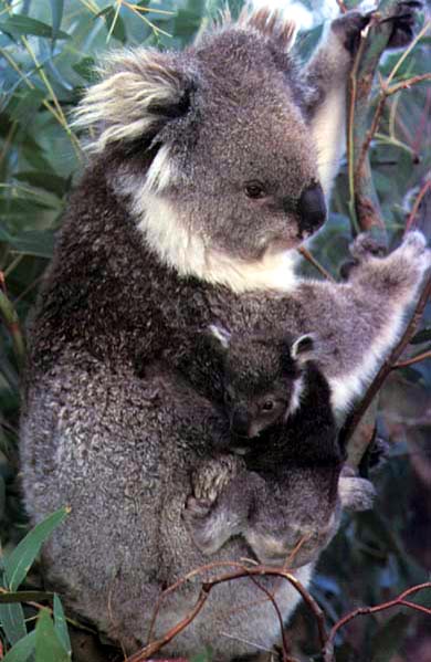 photo of kool koalas
