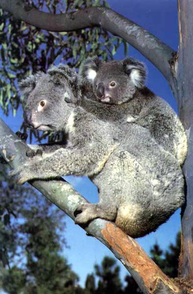 photo of two koalas