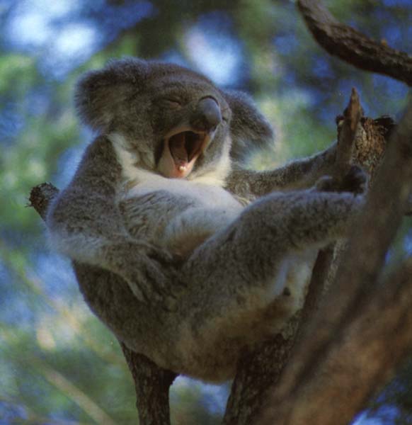 photo of kool koala