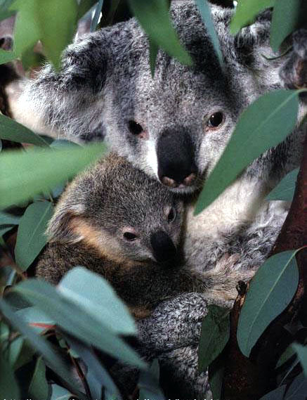 photo of koalas in tree