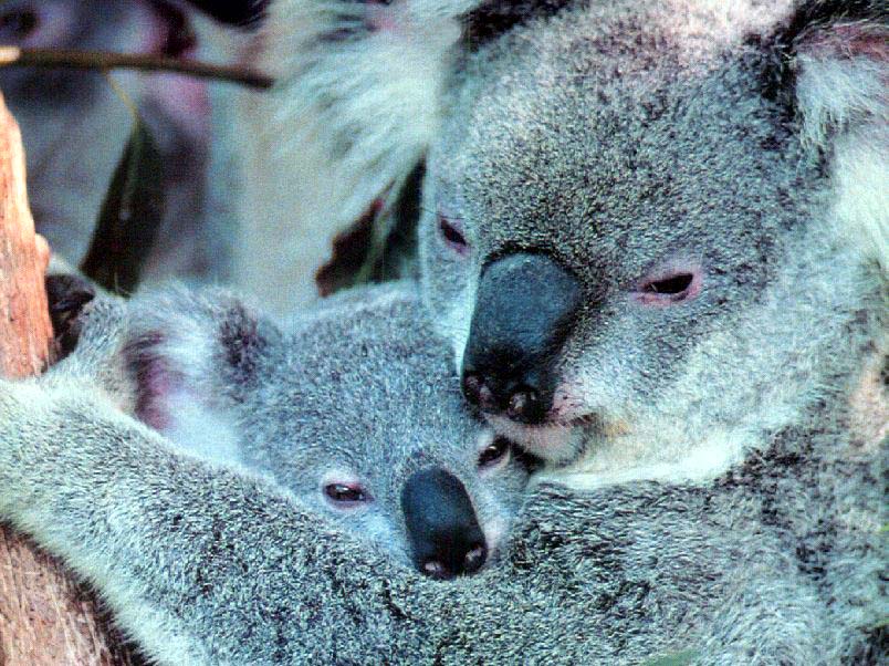 photo of female koala and baby