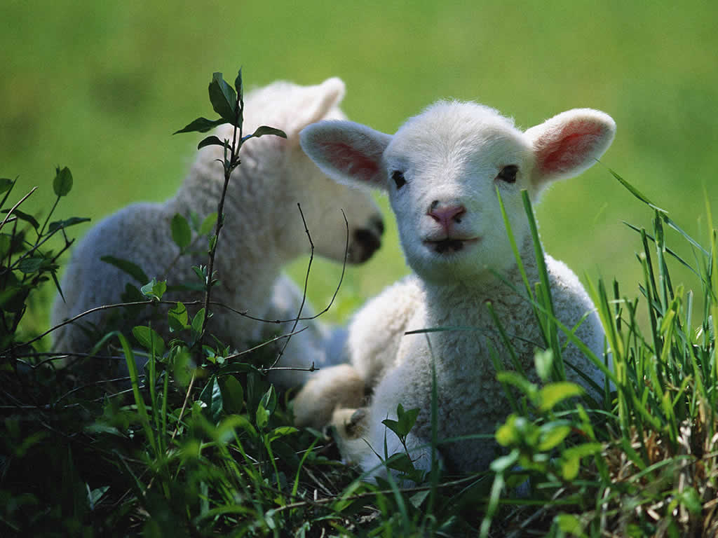 photograph of a pair of lambs