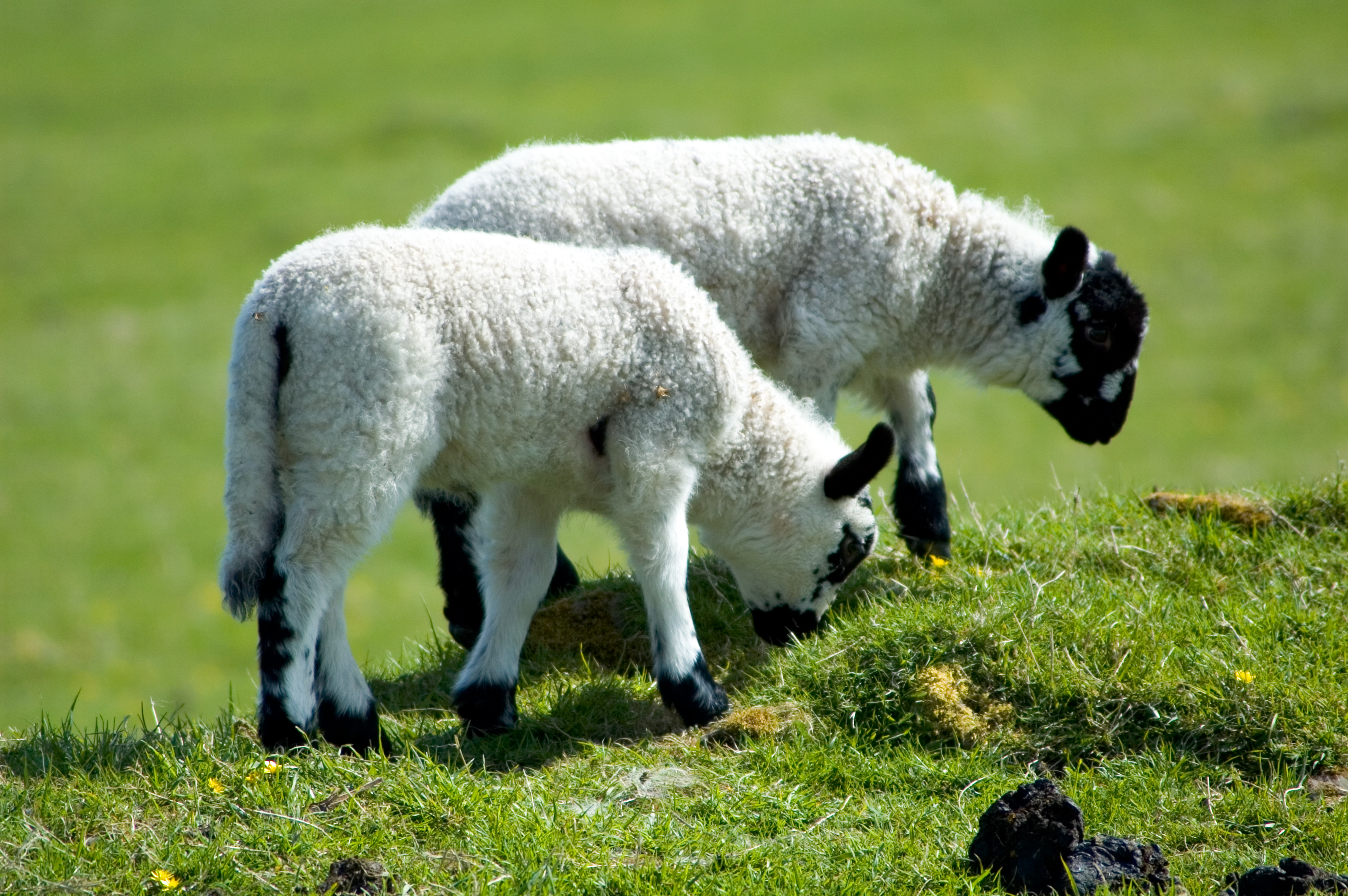 photograph of grazing lambs