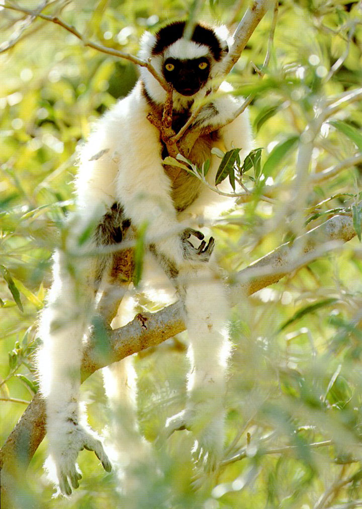 photograph of a lemur