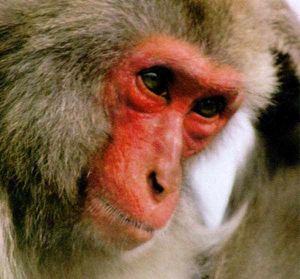 photo of a red-faced macaque