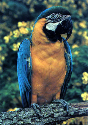 photograph of macaw