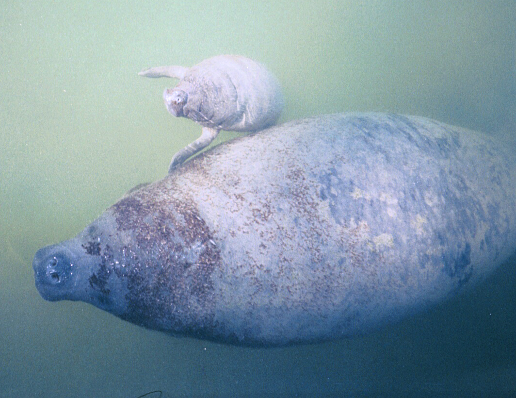 photograph of manatee and her young calf