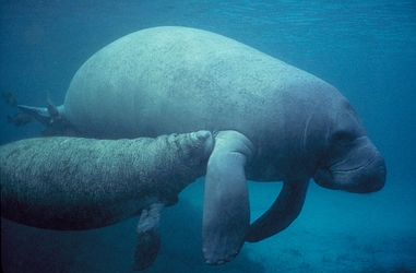 photograph of manatee and calf