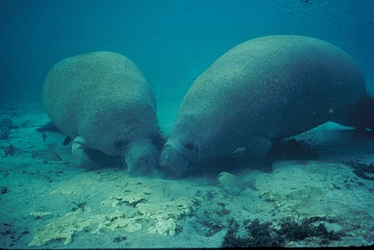 photograph of a pair of manatees