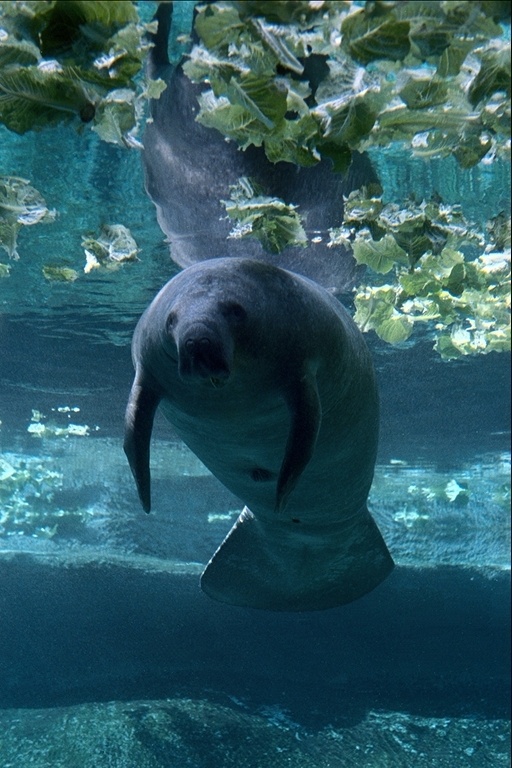 photograph of a cool manatee