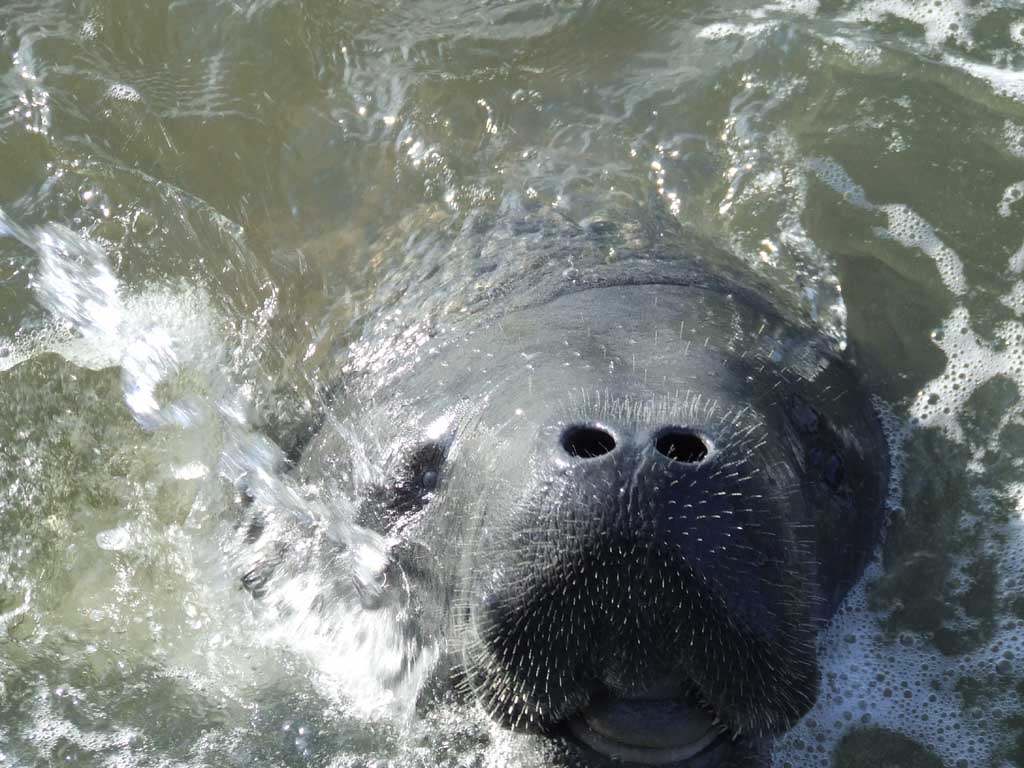 photograph of a manatee surfacing from the water