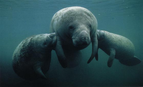 photograph of manatees