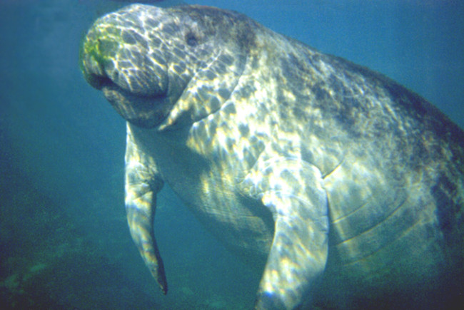 photograph of r manatee