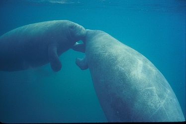 photograph of manatees