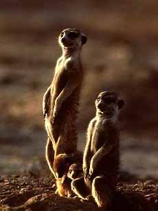 photograph of watchful meerkats