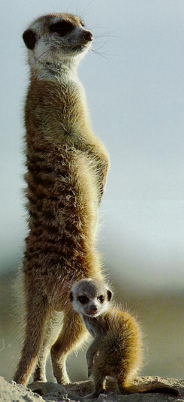 photograph of watchful meerkats