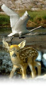 image of fawn and swan