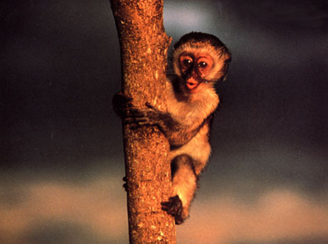photograph of a young monkey