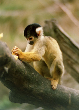 photo of a young monkey