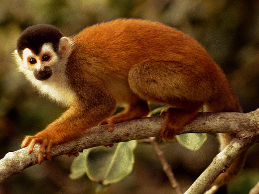 photograph of  a monkey