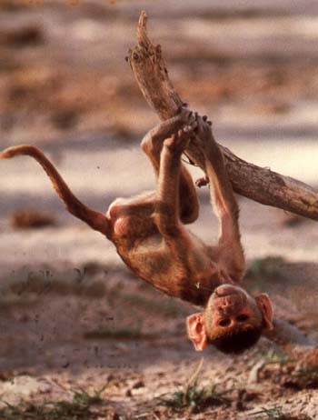 photograph of monkey uside down