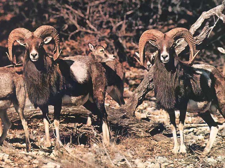 photograph of a flock of mouflon sheep