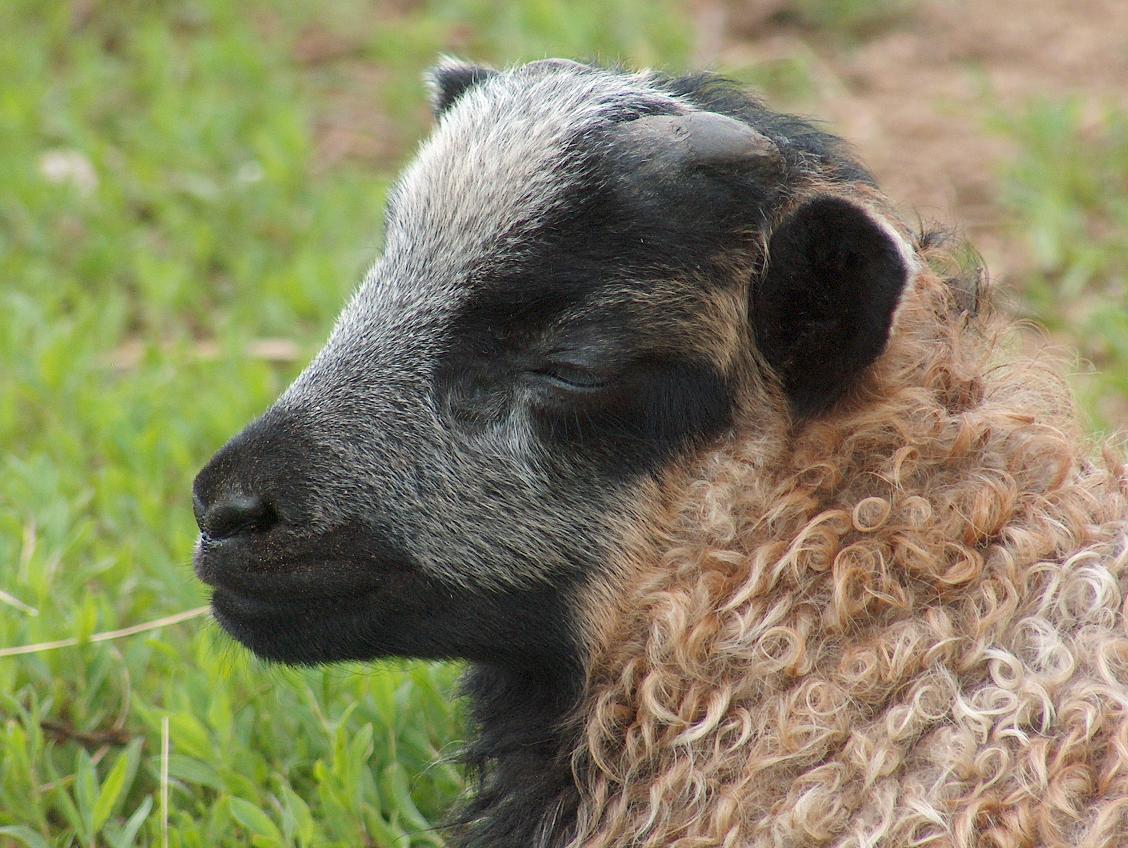 photograph of mouflon sheep close-up