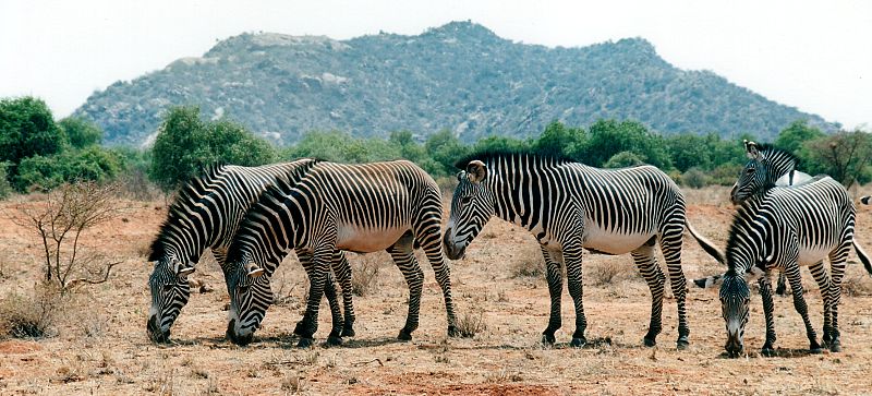 photo of herd of mountain zebras
