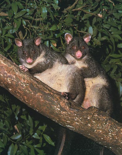 picture of mountain possums