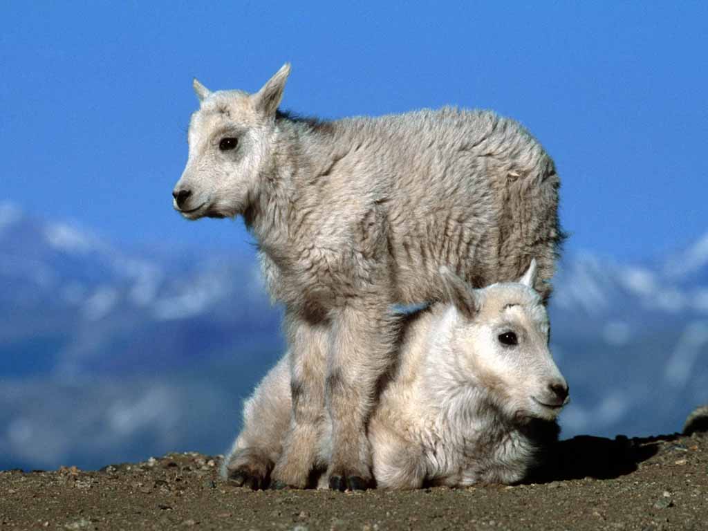 photograph of a nanny goat