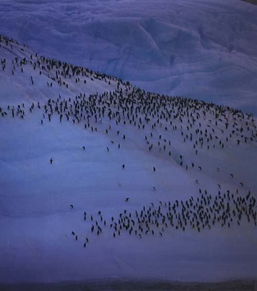 photograph of a lot of penguins on ice