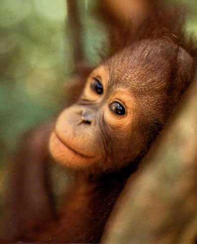 baby orang-utan