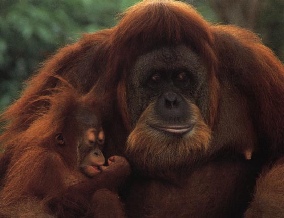 photograph of restful orang-utans