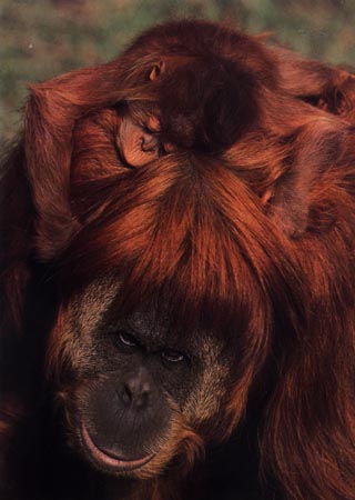 photograph of orang-utan mother and baby