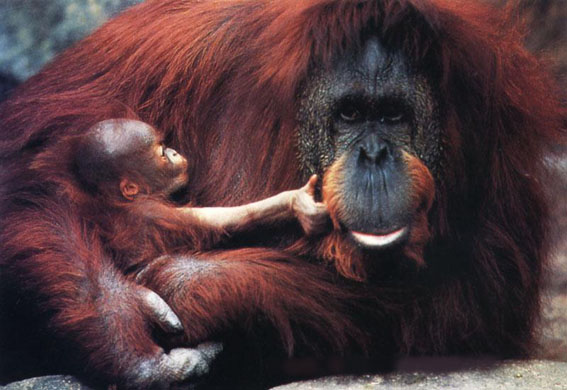 photo of baby orang-utan and her mother