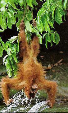 photograph of upside down orang utan