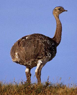 a young ostrich