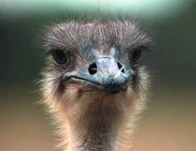 picture of an ostrich