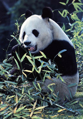 photo of giant panda chewing bamboo leaves