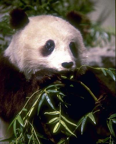 photograph of giant panda