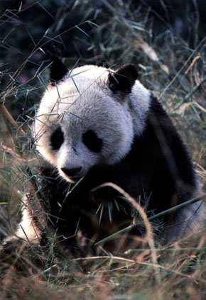 photo of giant panda chewing bamboo leaves