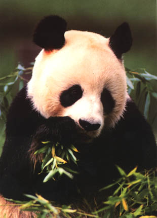 photograph of giant panda