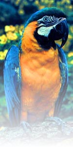 parrot photo