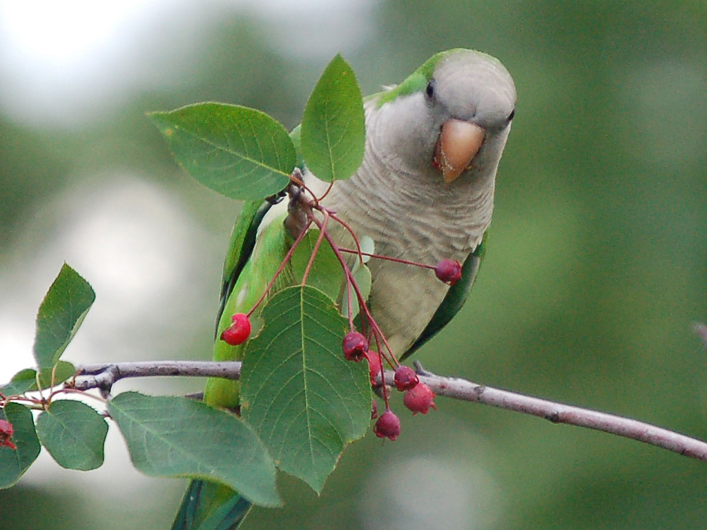 photograph of a Bronx parrot