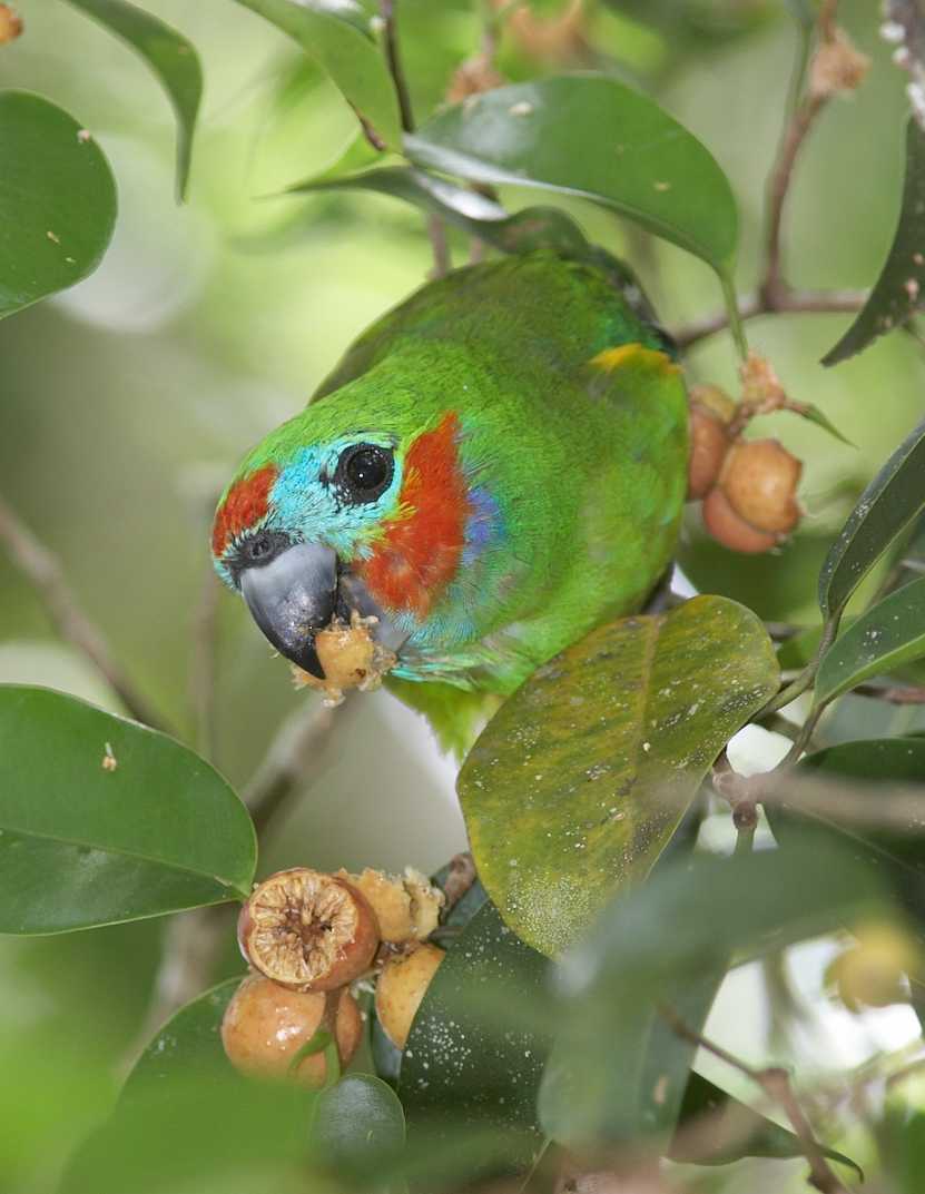 photograph of parrot eating figs