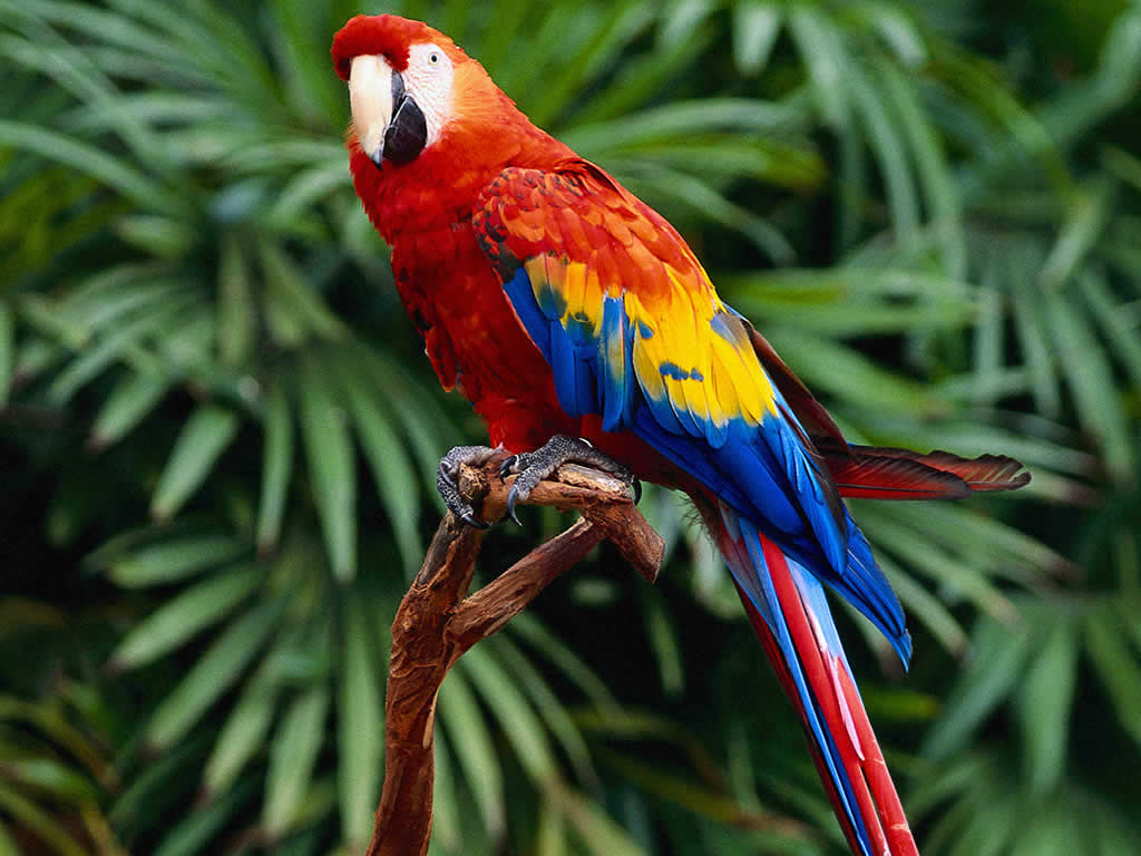 photograph of a parrot